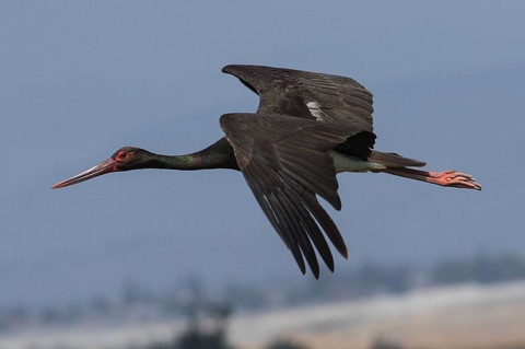 Black stork